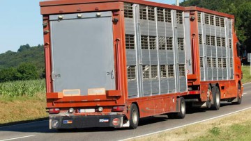 Tiertransport: Verladen zählt schon zur Transportzeit