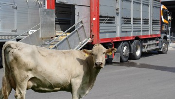 Tiertransporte: RBB deckt illegale "Viehexport-Drehscheiben" auf