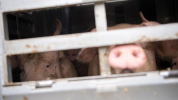 Bundesrat will strengere Regeln bei Tiertransporten