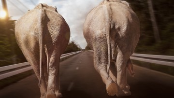Am Rande: Zwei Elefanten in marodem Sattelzug