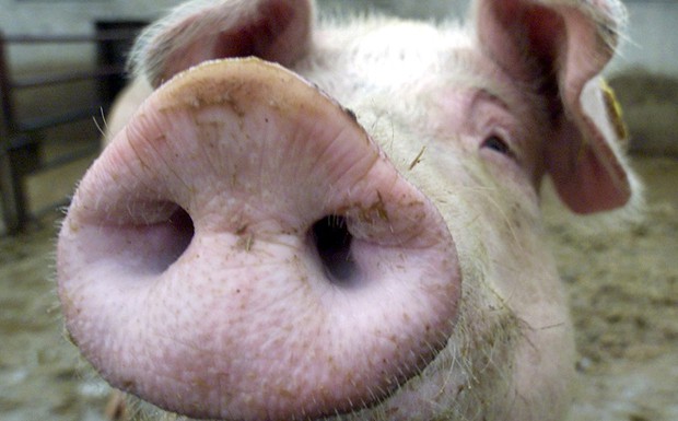 bdo: Unterstützung gegen die Afrikanische Schweinepest