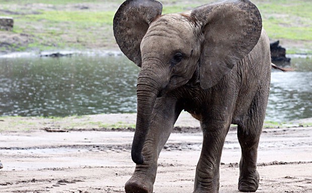 Am Rande: Elefant auf der Autobahn schockt Autofahrer