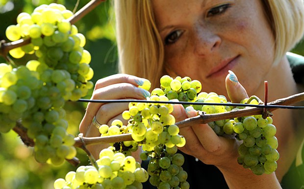 Am Rande: Geplaner Hochmoselübergang lässt Weinfreunde um Riesling bangen