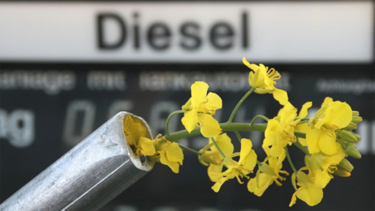 Biodiesel: EU will weniger Raps im Tank