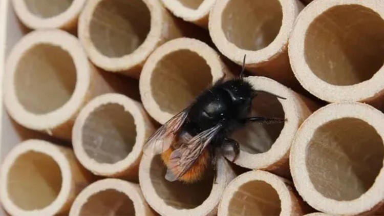 "BeeHomes" für mehr Nachhaltigkeit: TÜV SÜD stellt Wildbienenhotels auf 