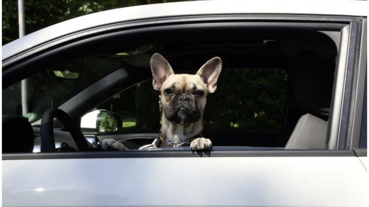 Beförderungspflichten: Hunde im Taxi – so ist die Rechtslage 